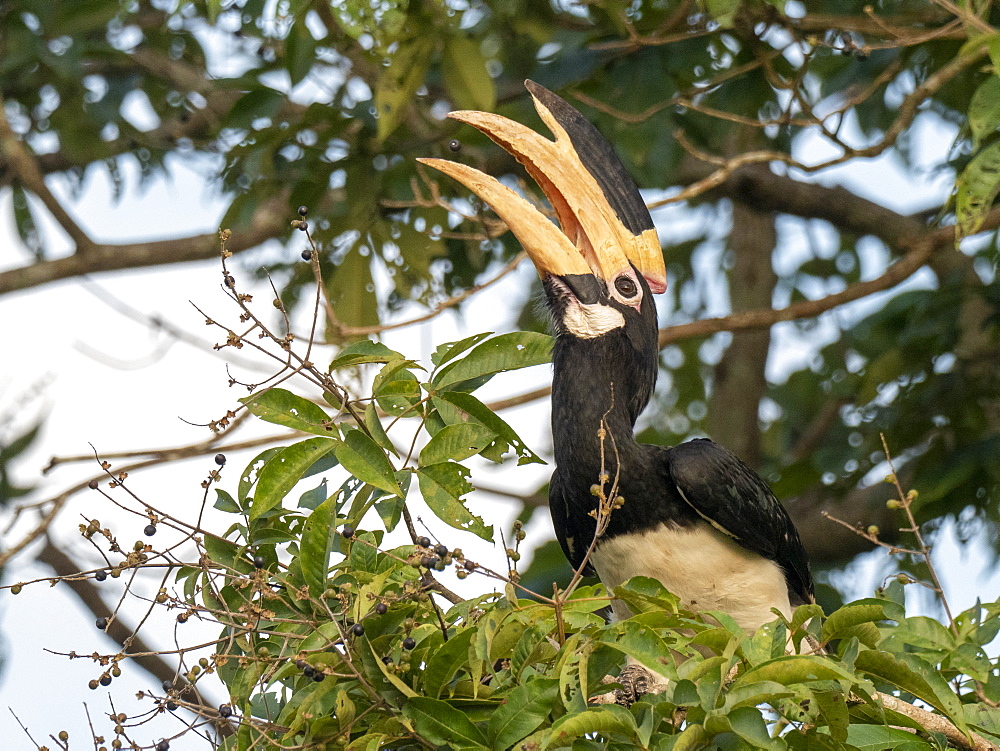 An adult Malabar pied hornbill (Anthracoceros coronatus), feeding on berries, Udawalawe National Park, Sri Lanka, Asia