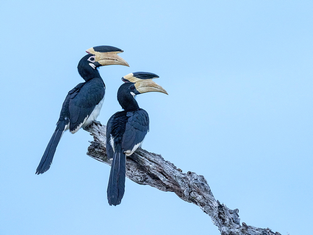 A pair of Malabar pied hornbills (Anthracoceros coronatus), Udawalawe National Park, Sri Lanka, Asia