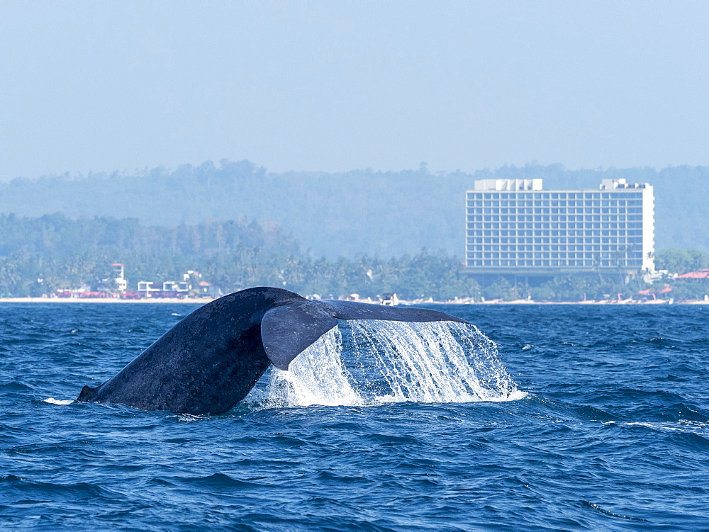 An adult blue Whale (Balaenoptera musculus), flukes-up dive off the small town of Mirissa in southern Sri Lanka, Asia