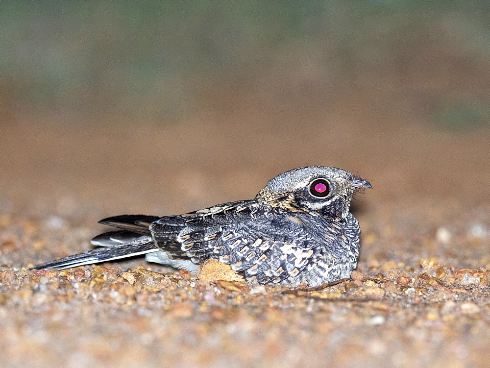 Adult Indian nightjar (Caprimulgus asiaticus), on the ground at night in the Kalpitiya Peninsula, Sri Lanka, Asia