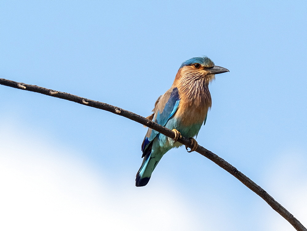 An adult Indian roller (Coracias benghalensis), perched in a tree, Yala National Park, Sri Lanka, Asia