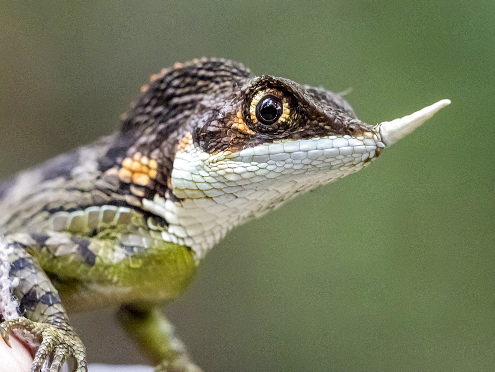 An adult male rhino-horned lizard (Ceratophora stoddartii), near Sigiriya, Sri Lanka, Asia