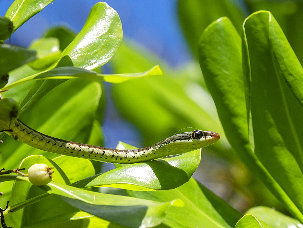 An adult painted bronzeback (Dendrelaphis pictus), on the Kalpitiya Peninsula, Sri Lanka, Asia