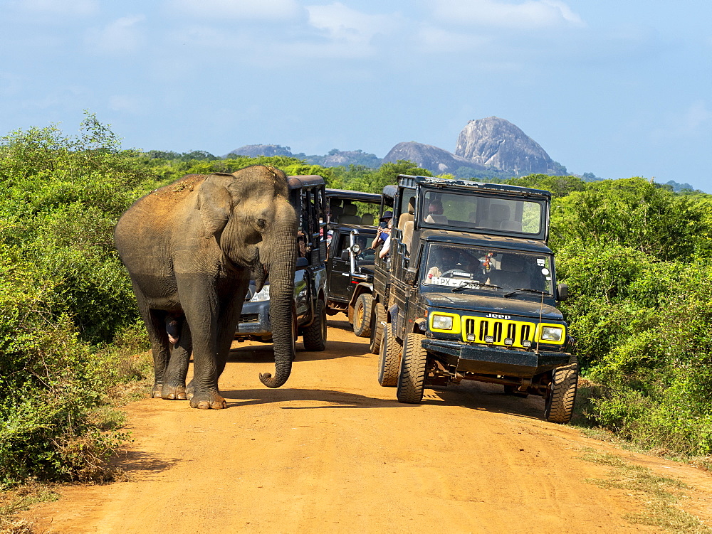 An adult Asian elephant (Elephas maximus), with safari vehicles, Yala National Park, Sri Lanka, Asia