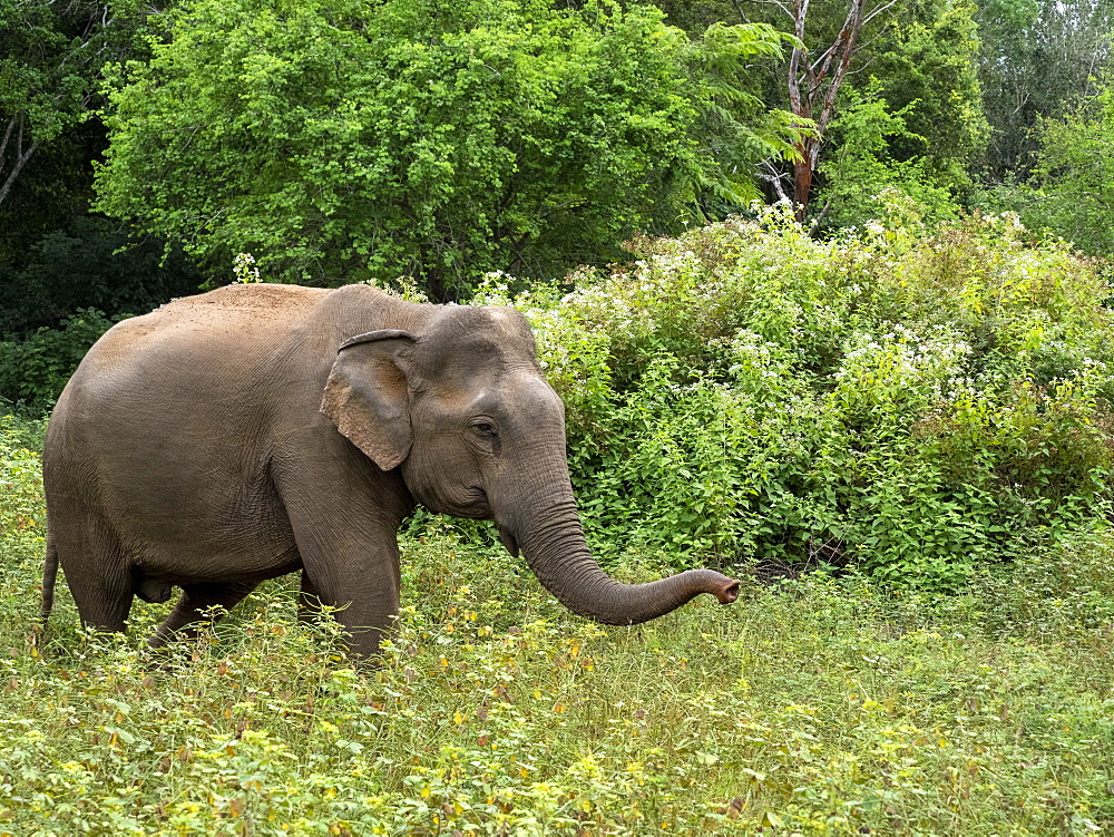 An adult Asian elephant (Elephas maximus), feeding in the forest, Yala National Park, Sri Lanka, Asia