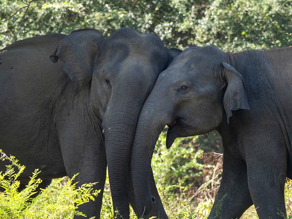 Young Asian elephants (Elephas maximus), mock fighting in the forest, Udawalawe National Park, Sri Lanka, Asia