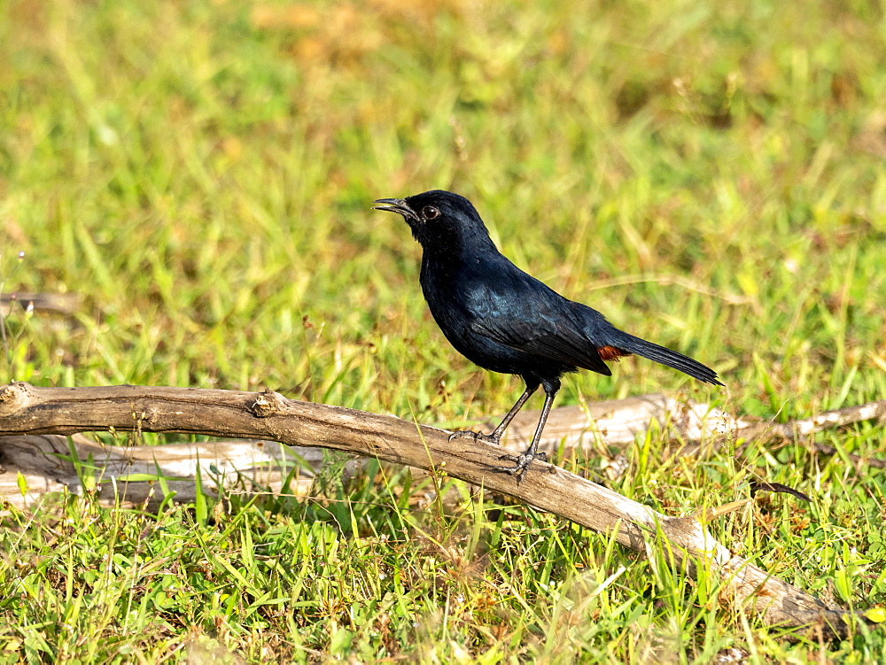 Adult Indian robin (Copsychus fulicatus), on the ground, Yala National Park, Sri Lanka, Asia