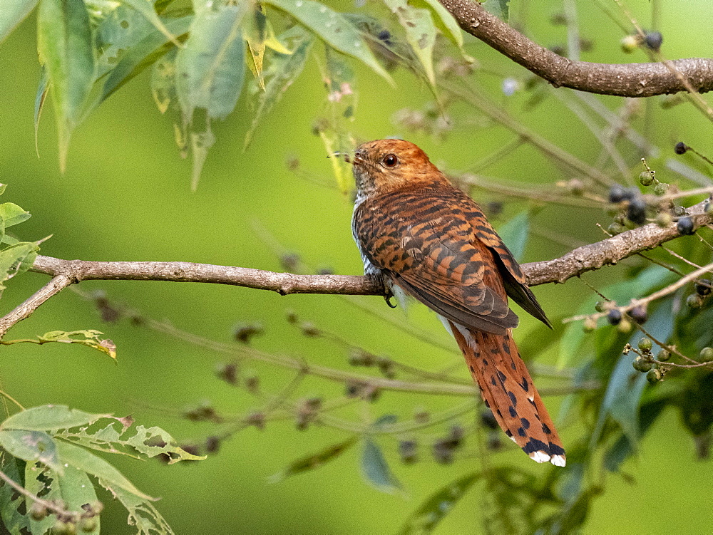 Adult grey-bellied cuckoo (Cacomantis passerinus), Udawalawe National Park, Sri Lanka, Asia