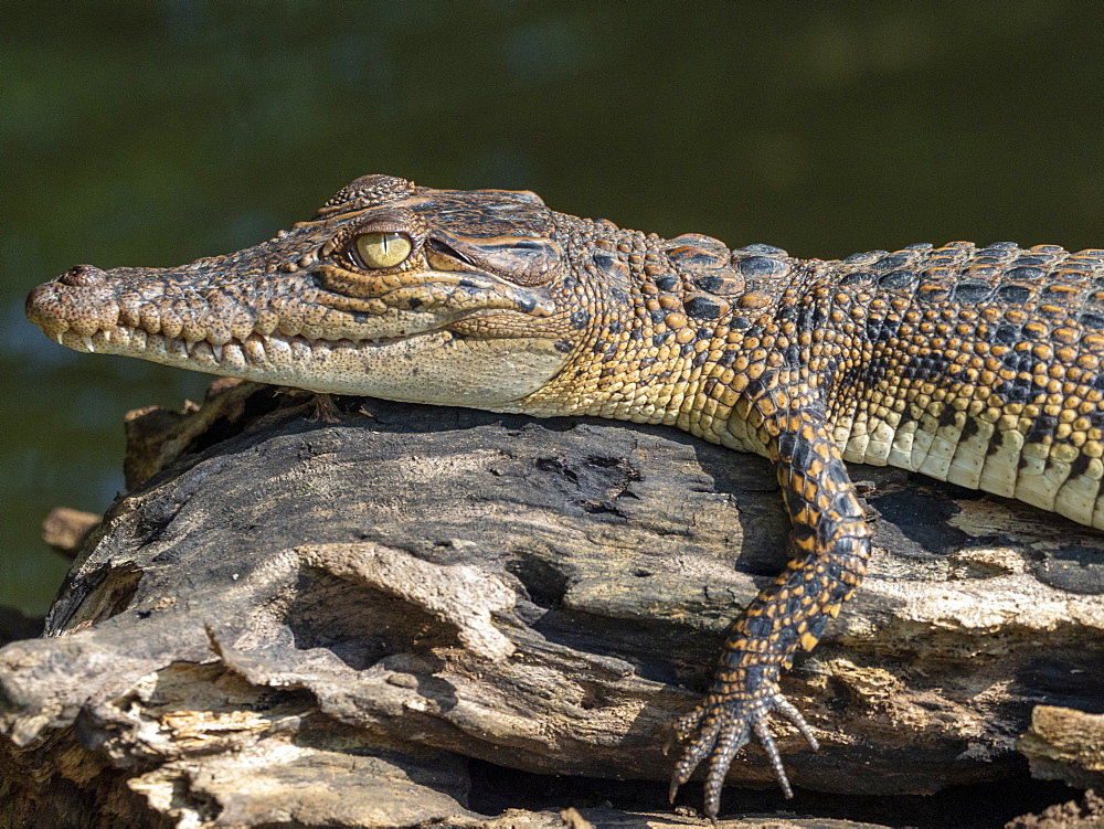 A juvenile saltwater crocodile (Crocodylus porosus), basking in the sun on the Nilwala River, Sri Lanka, Asia