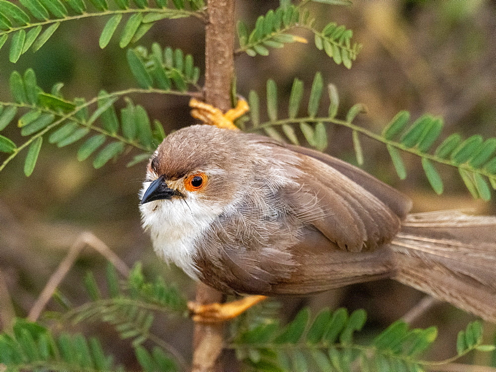 An adult yellow-eyed babbler (Chrysomma sinense), Udawalawe National Park, Sri Lanka, Asia