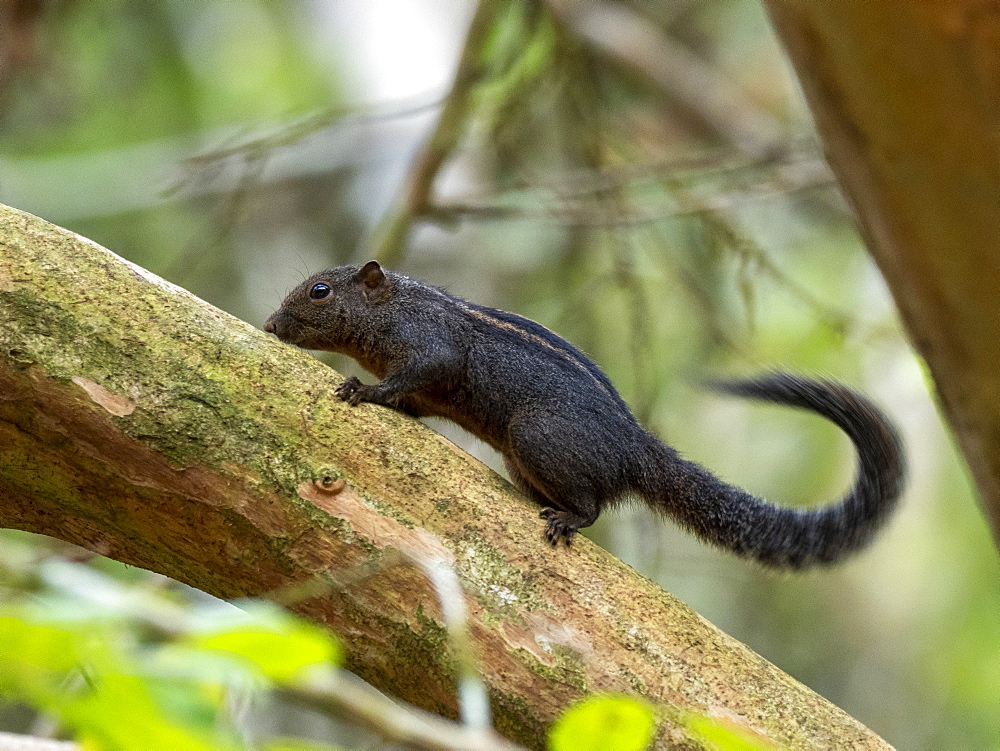 An adult Layard's striped squirrel (Funambulus layardi), in the Sinharaja Rainforest Reserve, Sri Lanka, Asia