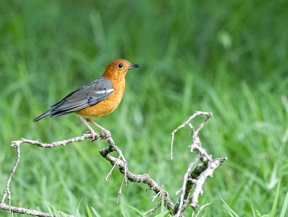 An adult orange-headed thrush (Geokichla citrina), Wilpattu National Park, Sri Lanka, Asia