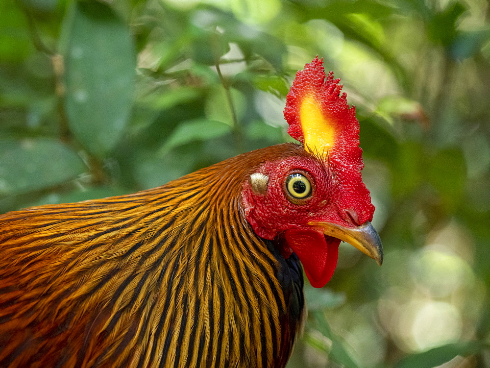 An adult Sri Lankan junglefowl (Gallus lafayettii), Wilpattu National Park, Sri Lanka, Asia