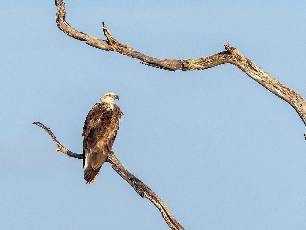 An adult white-bellied sea eagle (Haliaeetus leucogaster), perched in Yala National Park, Sri Lanka, Asia