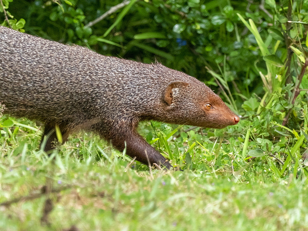 An adult ruddy mongoose (Herpestes smithii), Wilpattu National Park, Sri Lanka, Asia