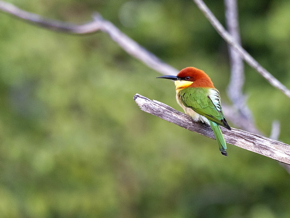 An adult chestnut-headed bee-eater (Merops leschenaulti), Yala National Park, Sri Lanka, Asia