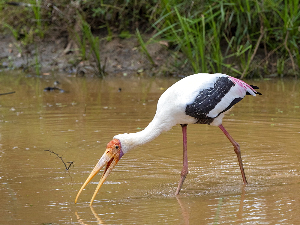 An adult painted stork (Mycteria leucocephala), foraging in Wilpattu National Park, Sri Lanka, Asia