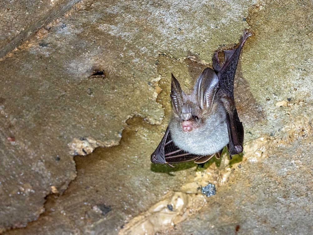 Adult greater false vampire bat (Megaderma lyra), roosting during the day near Sigiriya, Sri Lanka, Asia