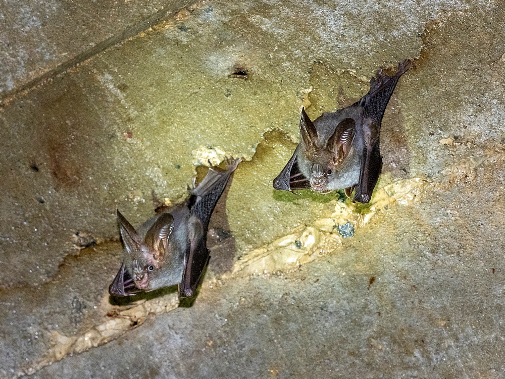 Apair of adult greater false vampire bats (Megaderma lyra), roosting during the day near Sigiriya, Sri Lanka, Asia