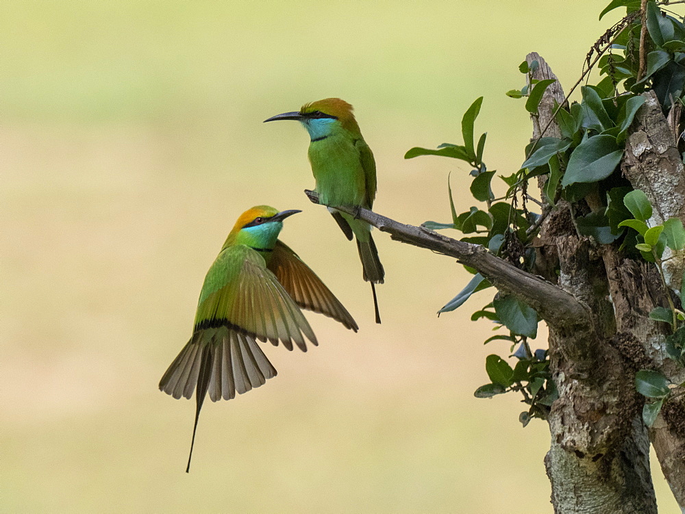 A pair of adult little green bee-eaters (Merops orientalis), perched on a tree, Wilpattu National Park, Sri Lanka, Asia