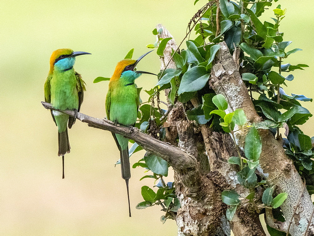 A pair of adult little green bee-eaters (Merops orientalis) perched on a tree, Wilpattu National Park, Sri Lanka, Asia