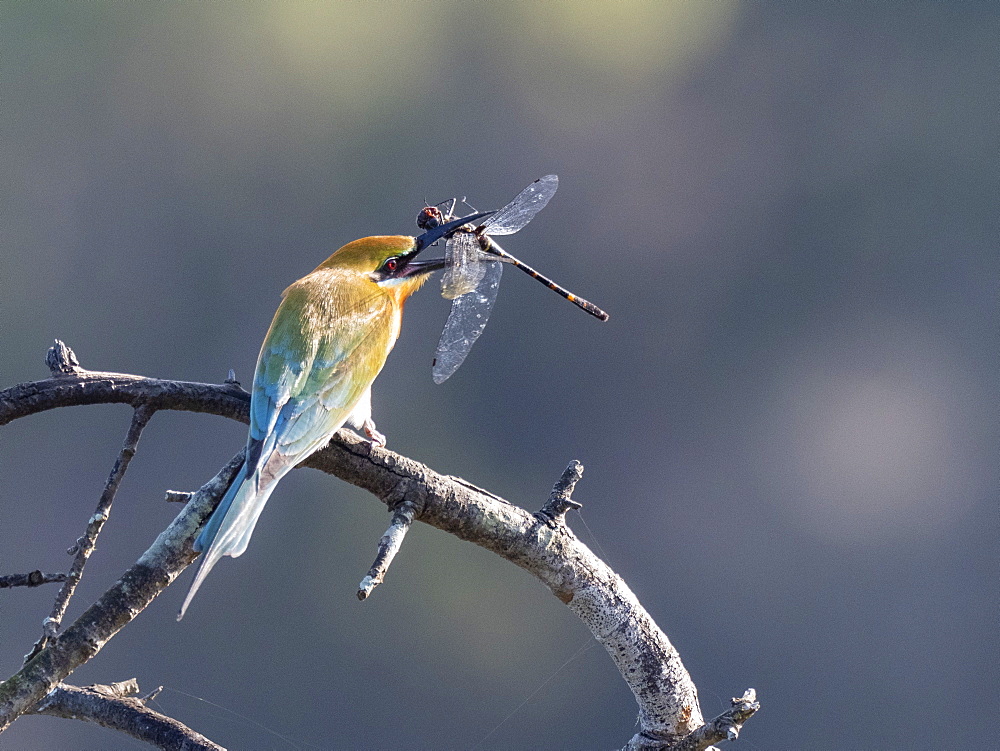 An adult blue-tailed bee-eater (Merops philippinus), with a dragonfly, Wilpattu National Park, Sri Lanka, Asia