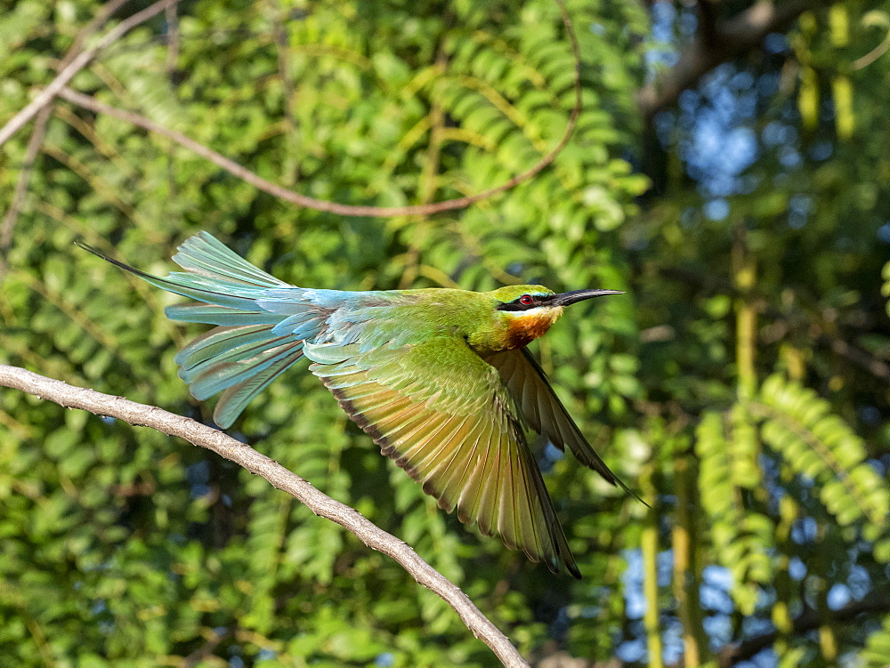 An adult blue-tailed bee-eater (Merops philippinus), taking flight, Yala National Park, Sri Lanka, Asia