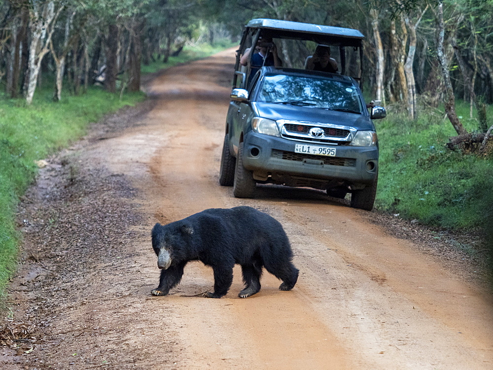 An adult sloth bear (Melursus ursinus) crossing the road in Wilpattu National Park, Sri Lanka, Asia