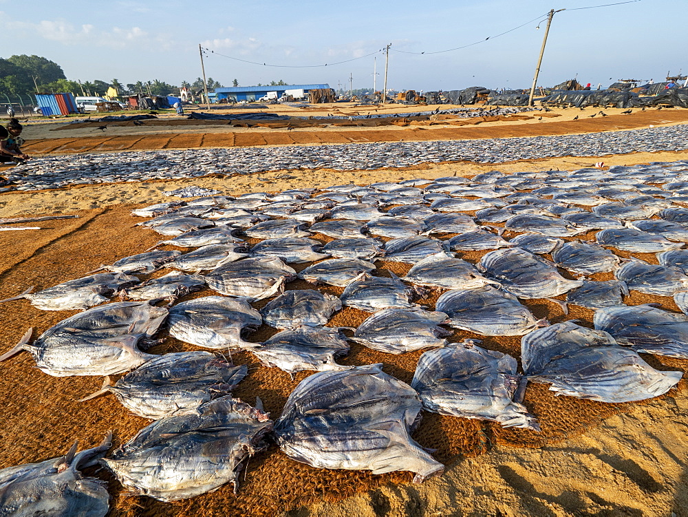 Cleaned fish layed out and drying in the sun on woven mats at the Negombo fish market, Negombo, Sri Lanka, Asia