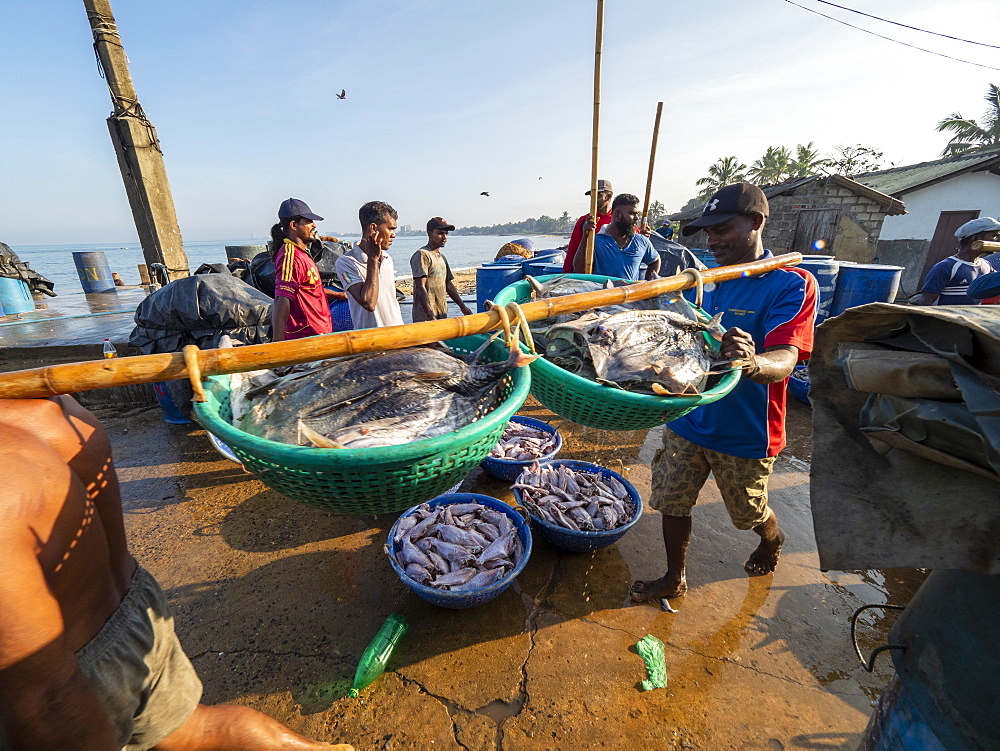 Workers unload and transport the days catch at the Negombo fish market, Negombo, Sri Lanka, Asia