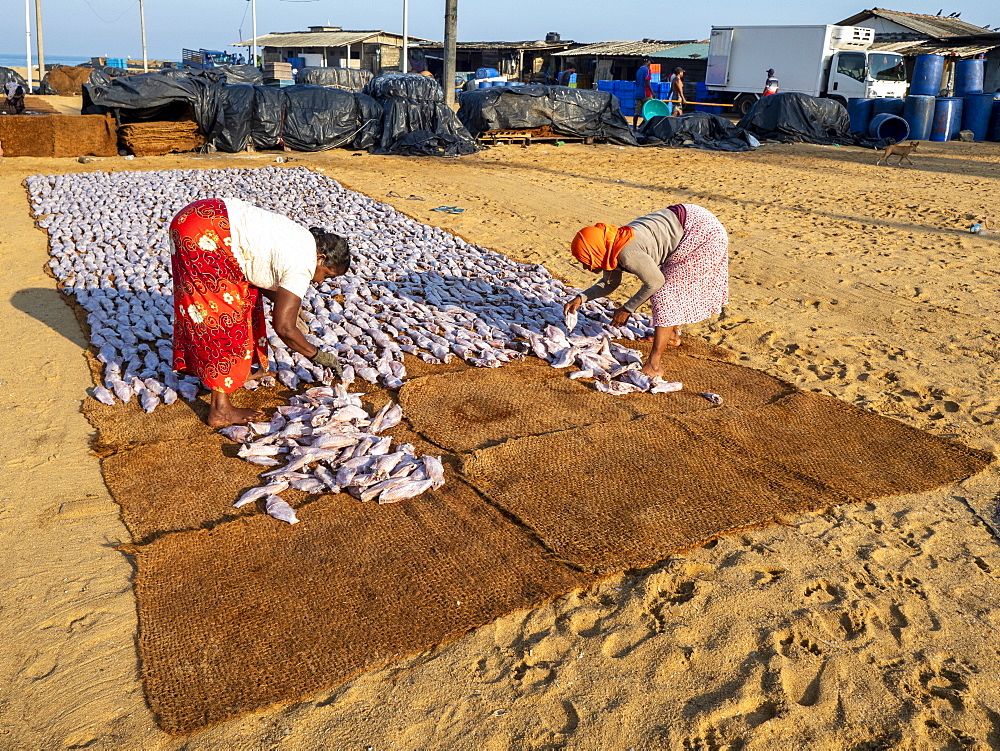 Workers lay out the days catch to dry in the sun at the Negombo fish market, Negombo, Sri Lanka, Asia