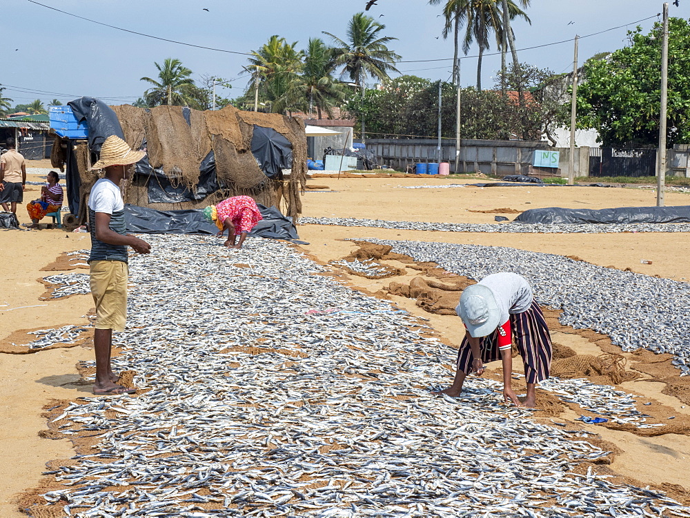 Workers lay out the days catch to dry in the sun at the Negombo fish market, Negombo, Sri Lanka, Asia