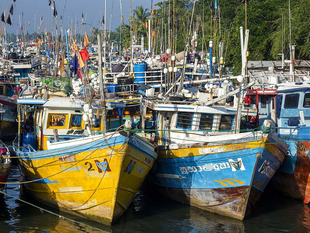 The fishing fleet at harbor near the Negombo fish market, Negombo, Sri Lanka, Asia