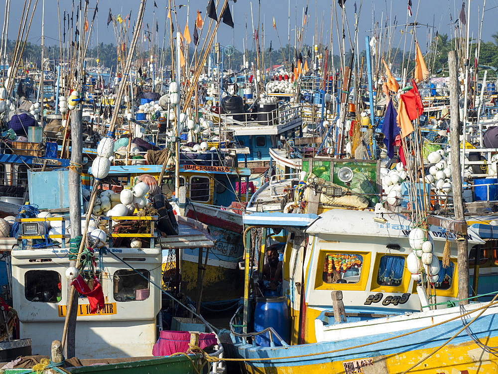 The fishing fleet at harbor near the Negombo fish market, Negombo, Sri Lanka, Asia