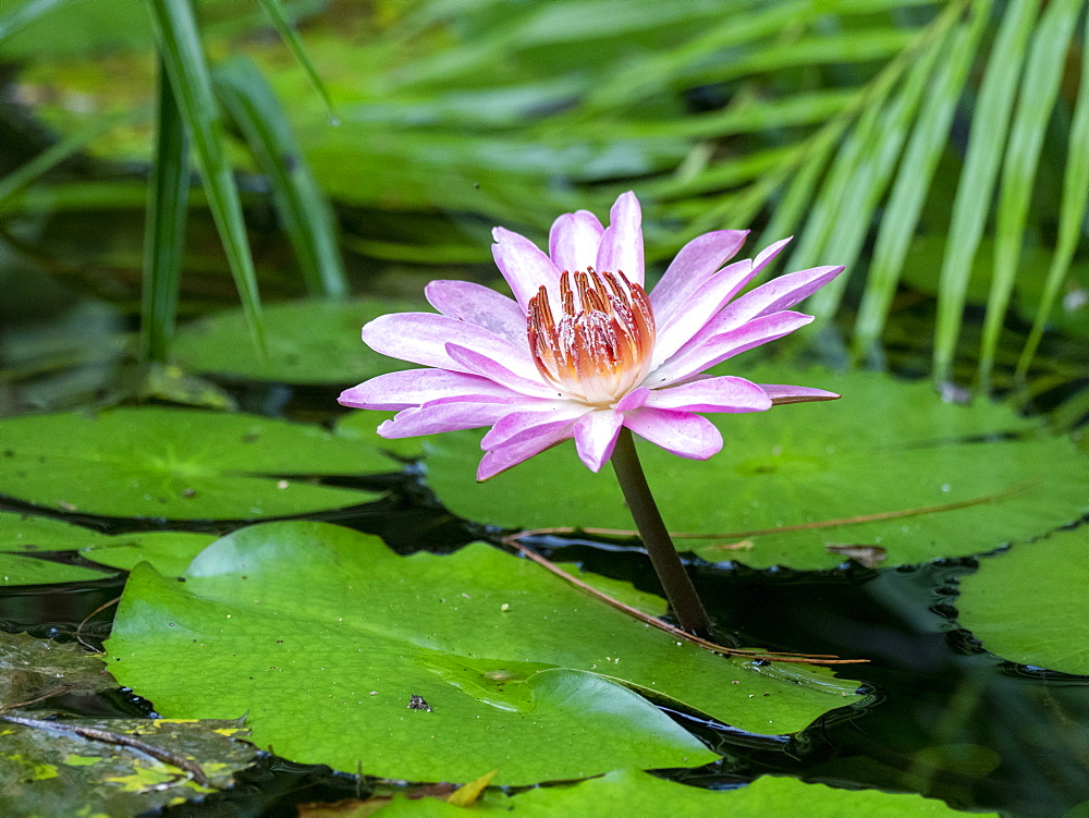 A purple Lily (Nympia stellata), flowering in the Sinharaja Rainforest Reserve, Sri Lanka, Asia