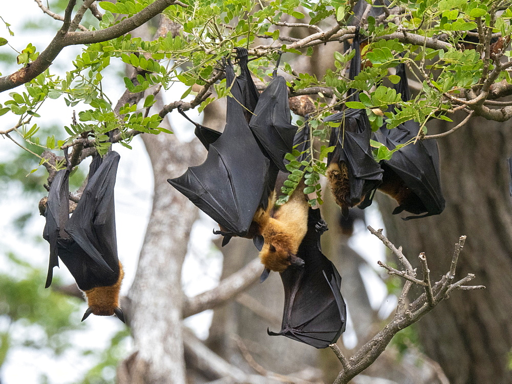 Adult Indian flying foxes (Pteropus medius) roosting during the day near Yala National Park, Sri Lanka, Asia