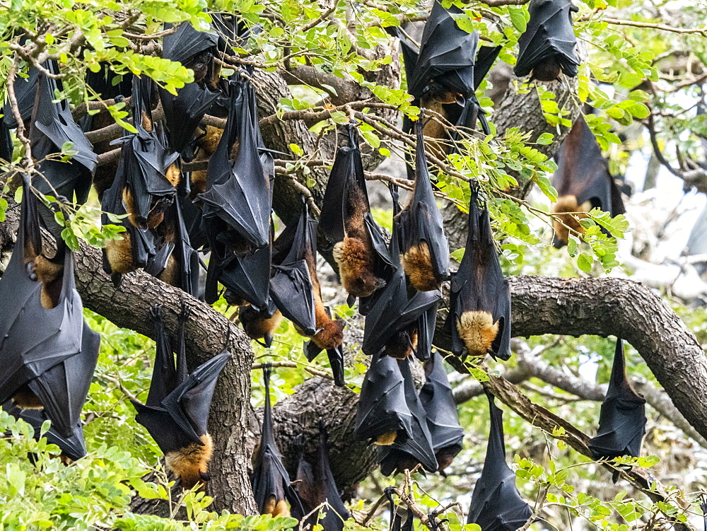 Adult Indian flying foxes (Pteropus medius) roosting during the day near Yala National Park, Sri Lanka, Asia