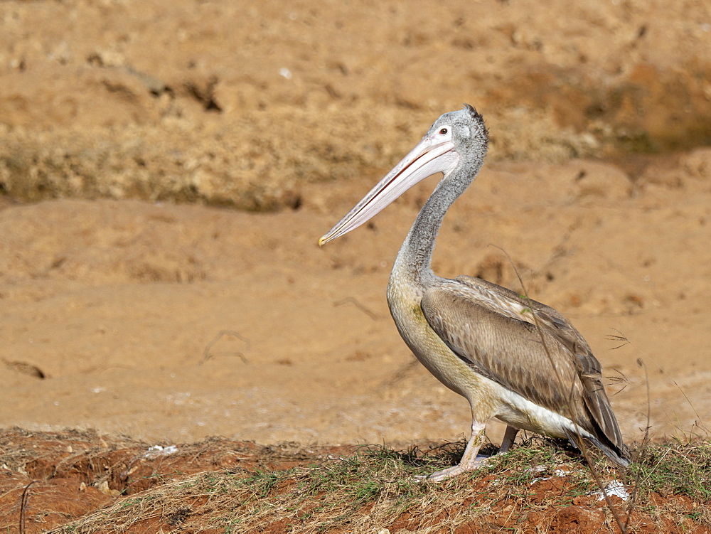 A juvenile Spot-billed pelican (Pelecanus philippensis), Yala National Park, Sri Lanka, Asia