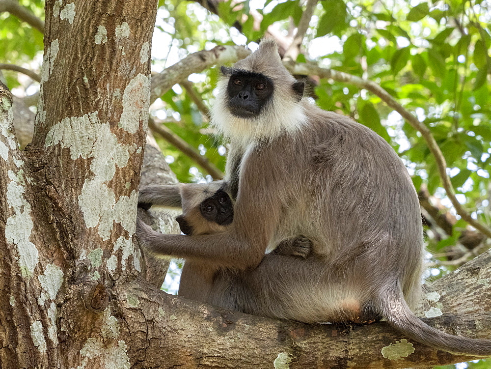 A mother tufted gray langur (Semnopithecus priam), with her infant in Polonnaruwa, UNESCO World Heritage Site, Sri Lanka, Asia