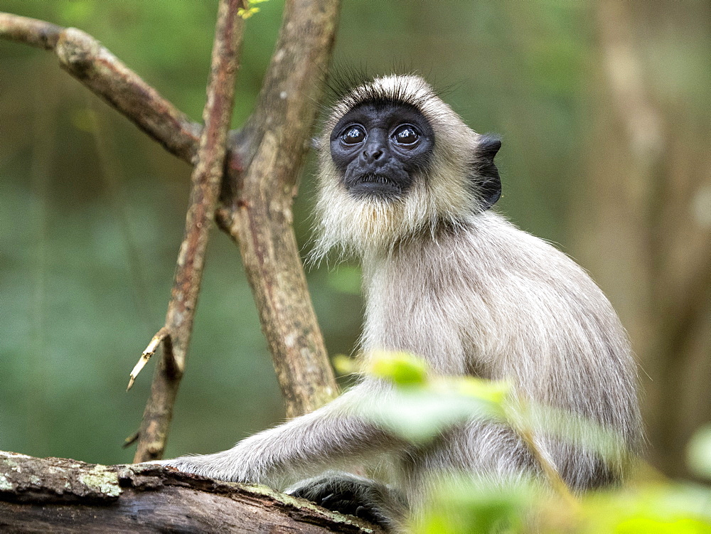 A young tufted gray langur (Semnopithecus priam), in Polonnaruwa, UNESCO World Heritage Site, Sri Lanka, Asia