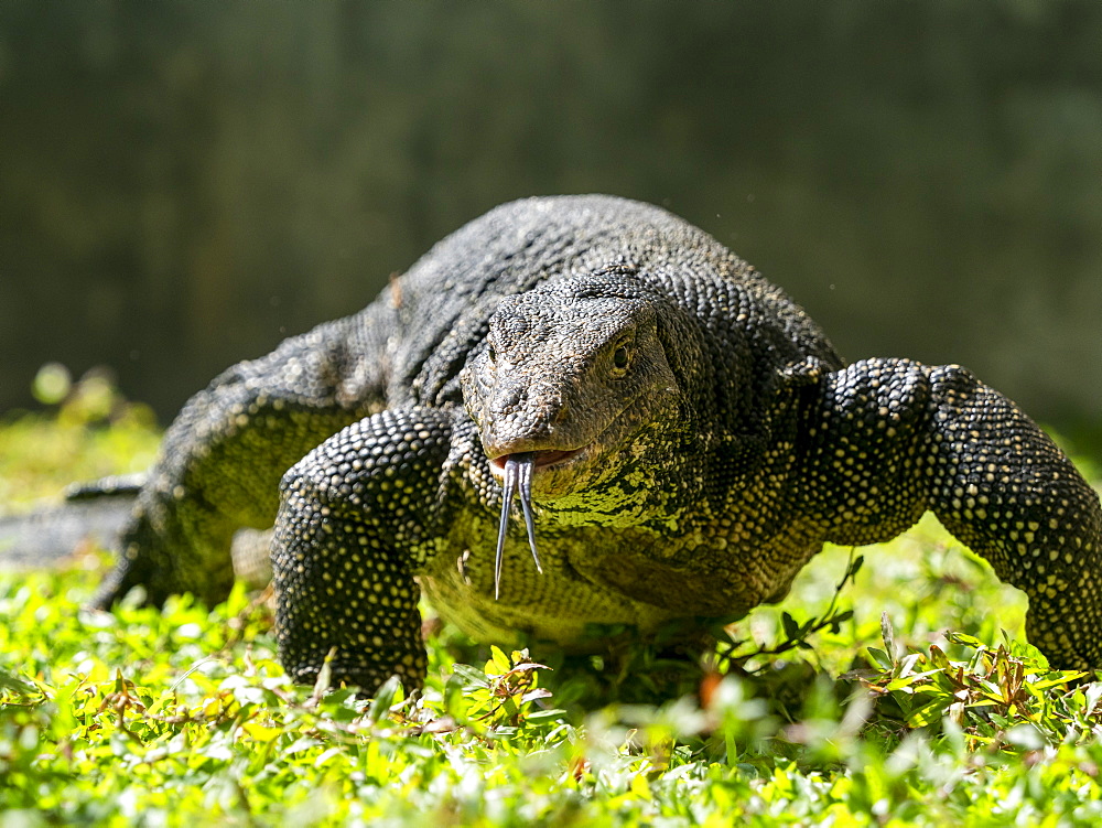 An adult Asian water monitor (Varanus salvator) near Polonnaruwa, Sri Lanka, Asia