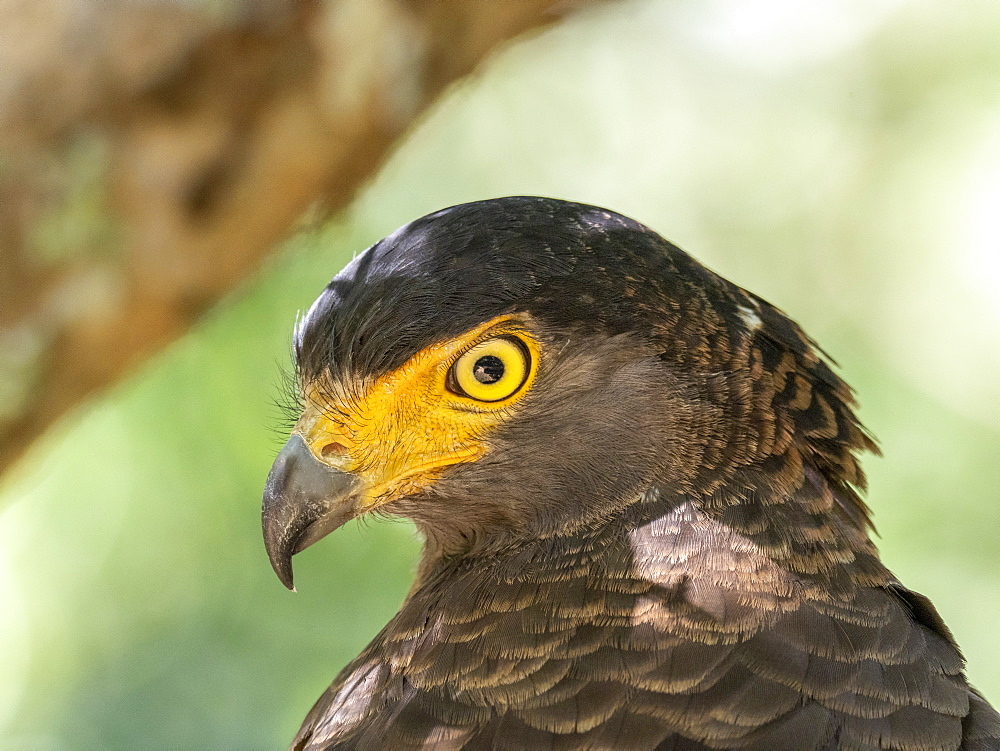 Adult crested serpent eagle (Spilornis cheela), perched on a tree, Wilpattu National Park, Sri Lanka, Asia