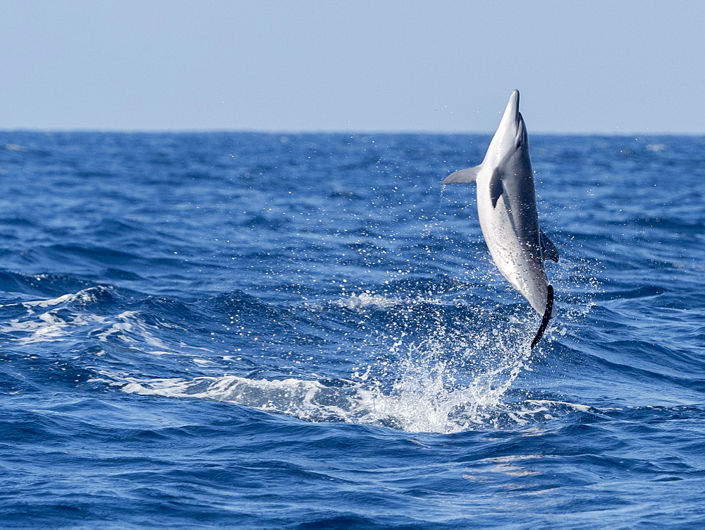 An adult spinner dolphin (Stenella longirostris), leaping in the waters off the Kalpitiya Peninsula, Sri Lanka, Asia