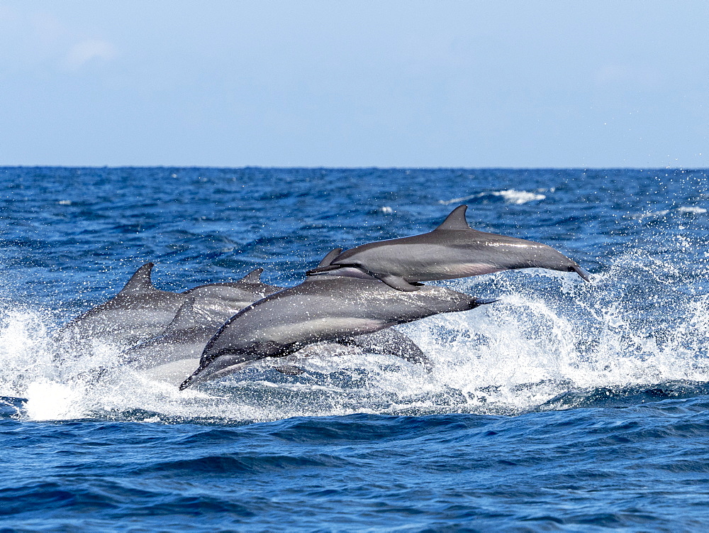 Adult spinner dolphins (Stenella longirostris), leaping in the waters off the Kalpitiya Peninsula, Sri Lanka, Asia