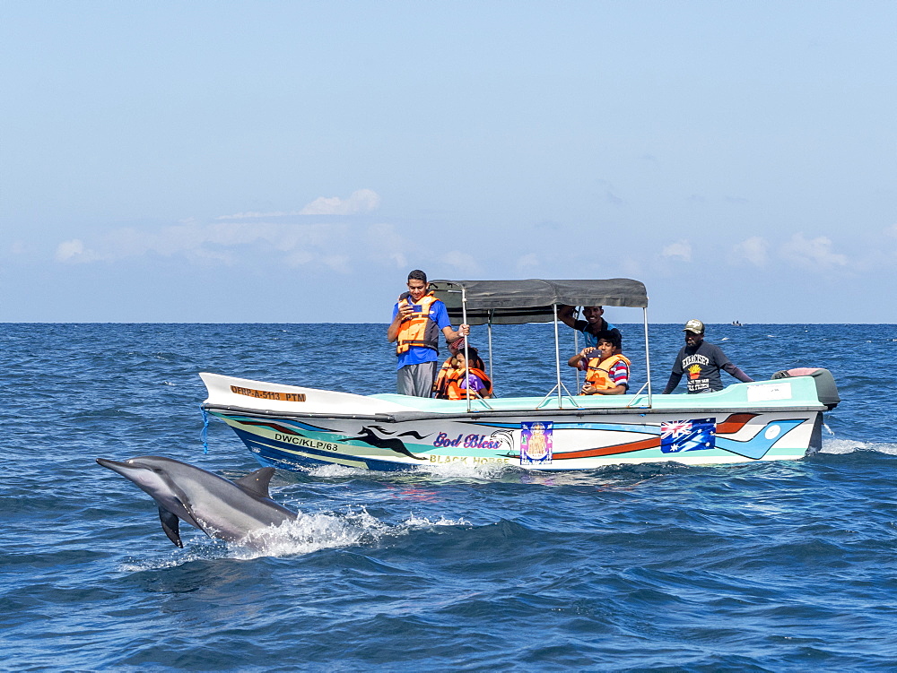 Adult spinner dolphins (Stenella longirostris), leaping near tourist boat in the waters off the Kalpitiya Peninsula, Sri Lanka, Asia