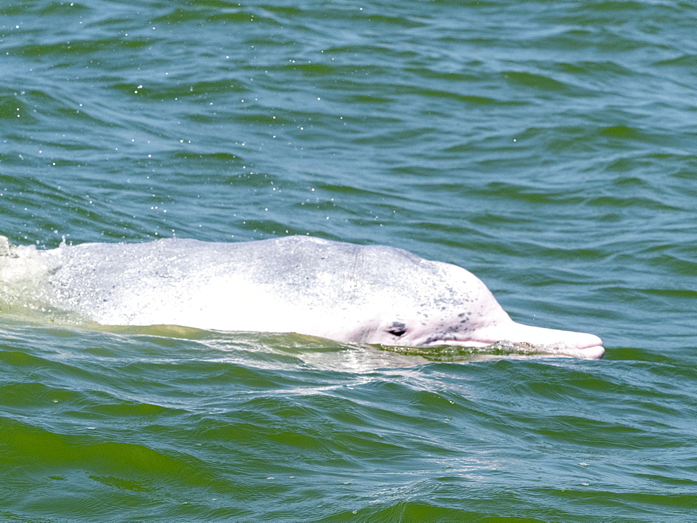 An adult Indian Ocean Humpback Dolphin (Sousa plumbea), surfacing off the Kalpitiya Peninsula, Sri Lanka, Asia