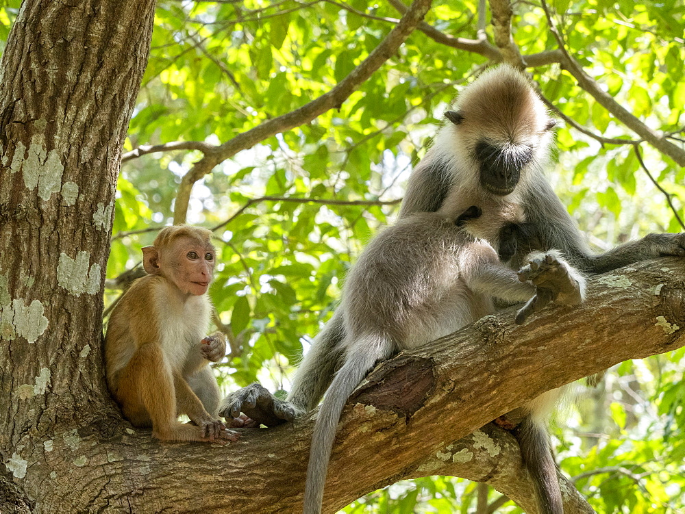 A mother and infant tufted gray langur (Semnopithecus priam) with a toque macaque in Polonnaruwa, Sri Lanka, Asia