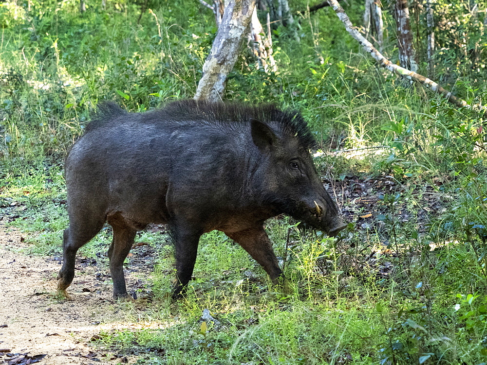 A wild boar (Sus scrofa) foraging in the grass in Wilpattu National Park, Sri Lanka, Asia