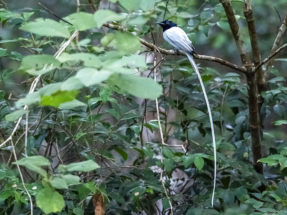 Adult Indian paradise flycatcher (Terpsiphone paradisi) perched on a tree in Wilpattu National Park, Sri Lanka, Asia