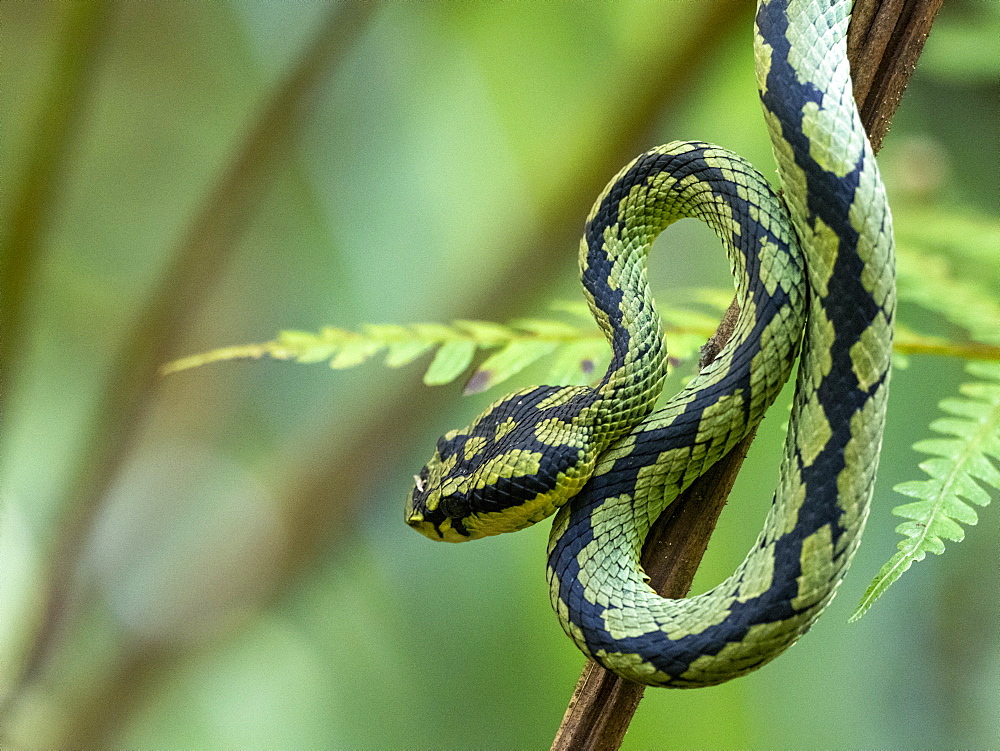 An adult Sri Lanka green pit viper (Trimeresurus trigonocephalus), in the Sinharaja Rainforest Reserve, Sri Lanka, Asia